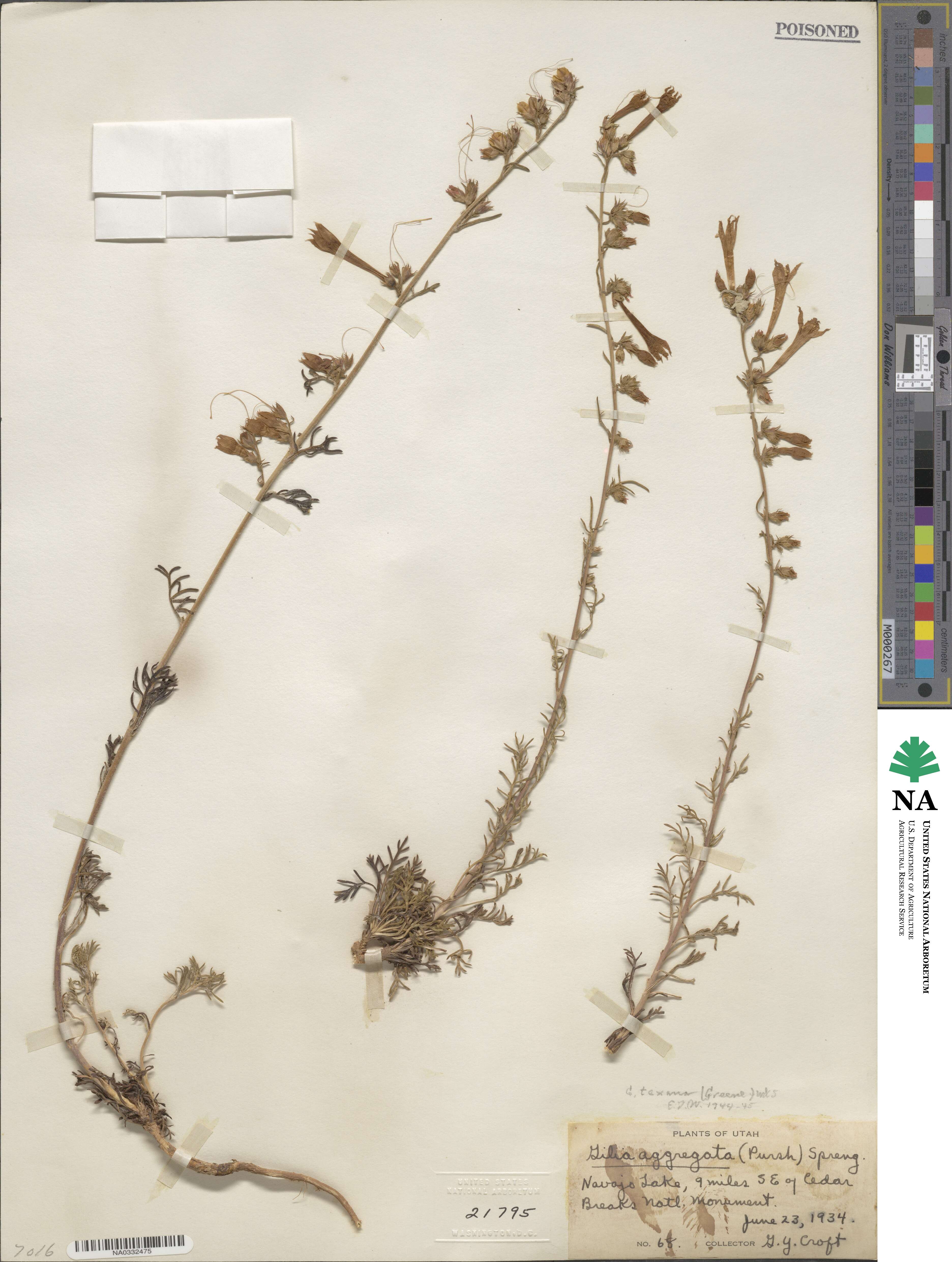 Ipomopsis aggregata subsp. formosissima image
