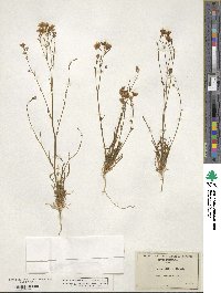 Gilia tenuiflora image