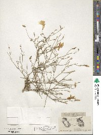 Giliastrum rigidulum image