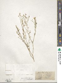 Giliastrum rigidulum image