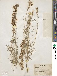 Ipomopsis pringlei image