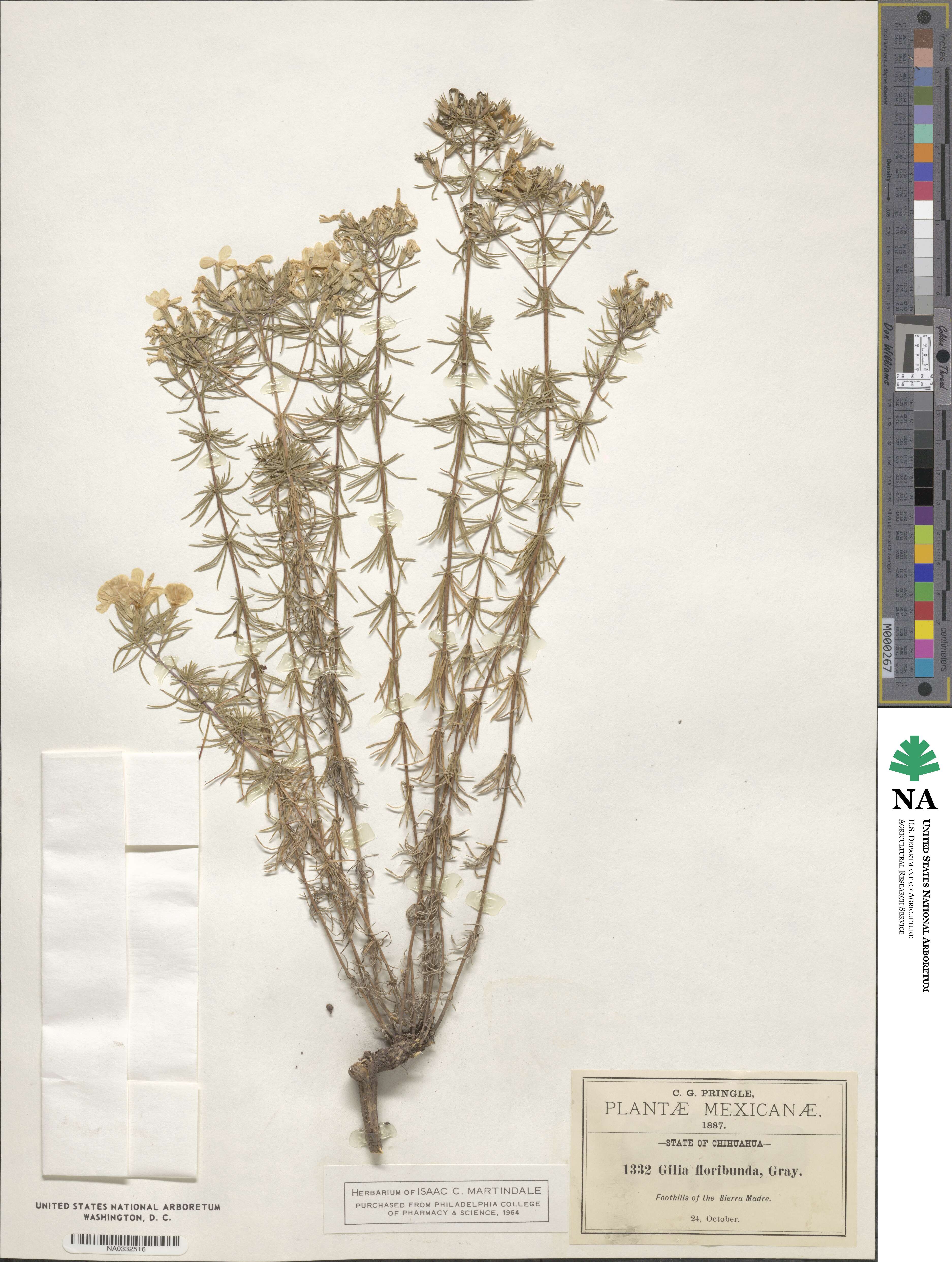 Leptosiphon floribundum subsp. floribundum image