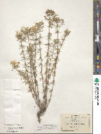 Leptosiphon floribundum subsp. floribundum image