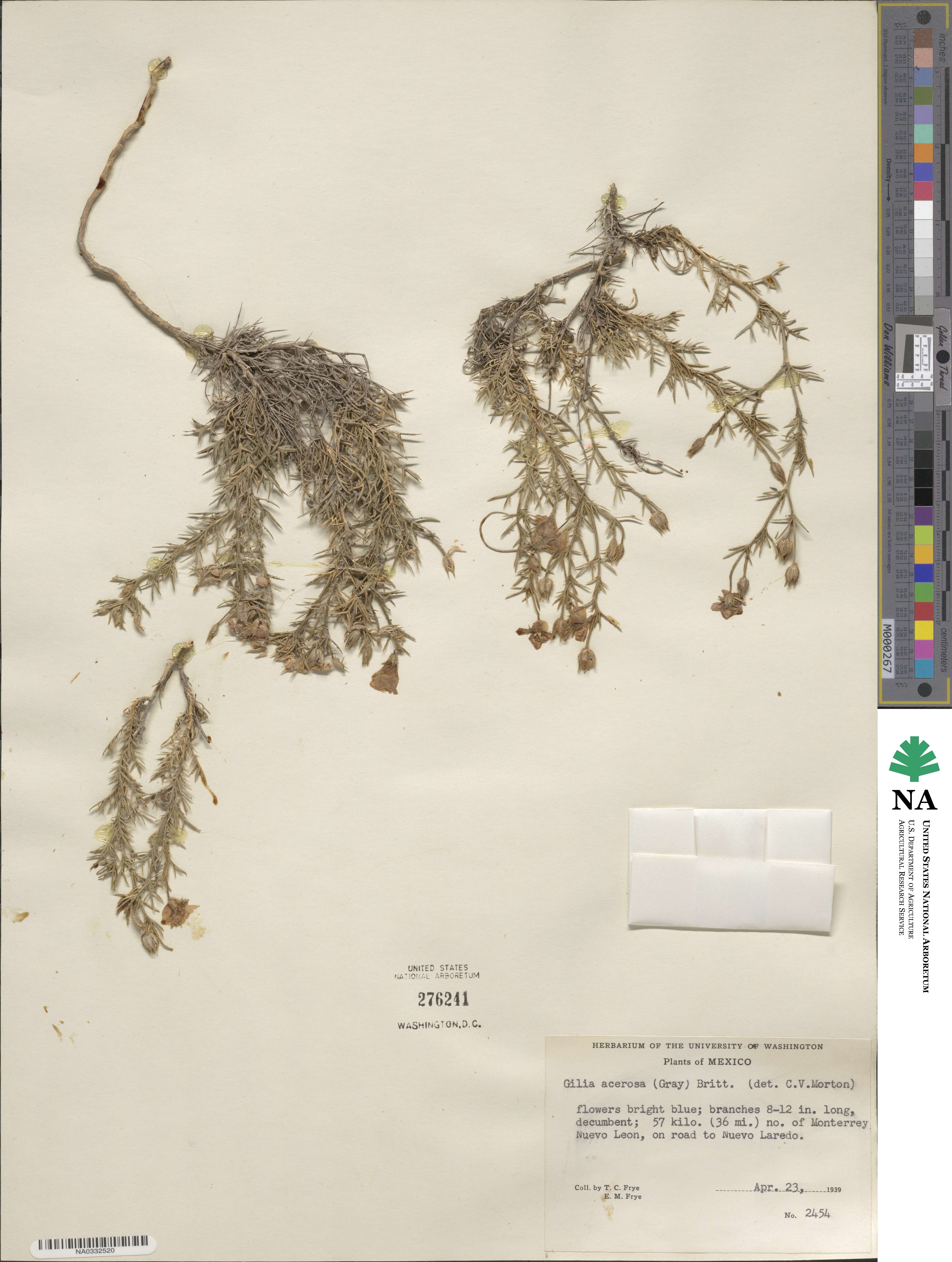 Giliastrum acerosum image