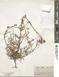 Gilia achilleifolia subsp. multicaulis image