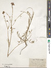 Gilia achilleifolia subsp. multicaulis image