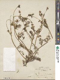 Gilia achilleifolia subsp. multicaulis image