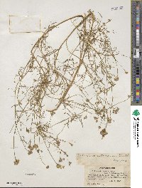 Gilia achilleifolia subsp. multicaulis image