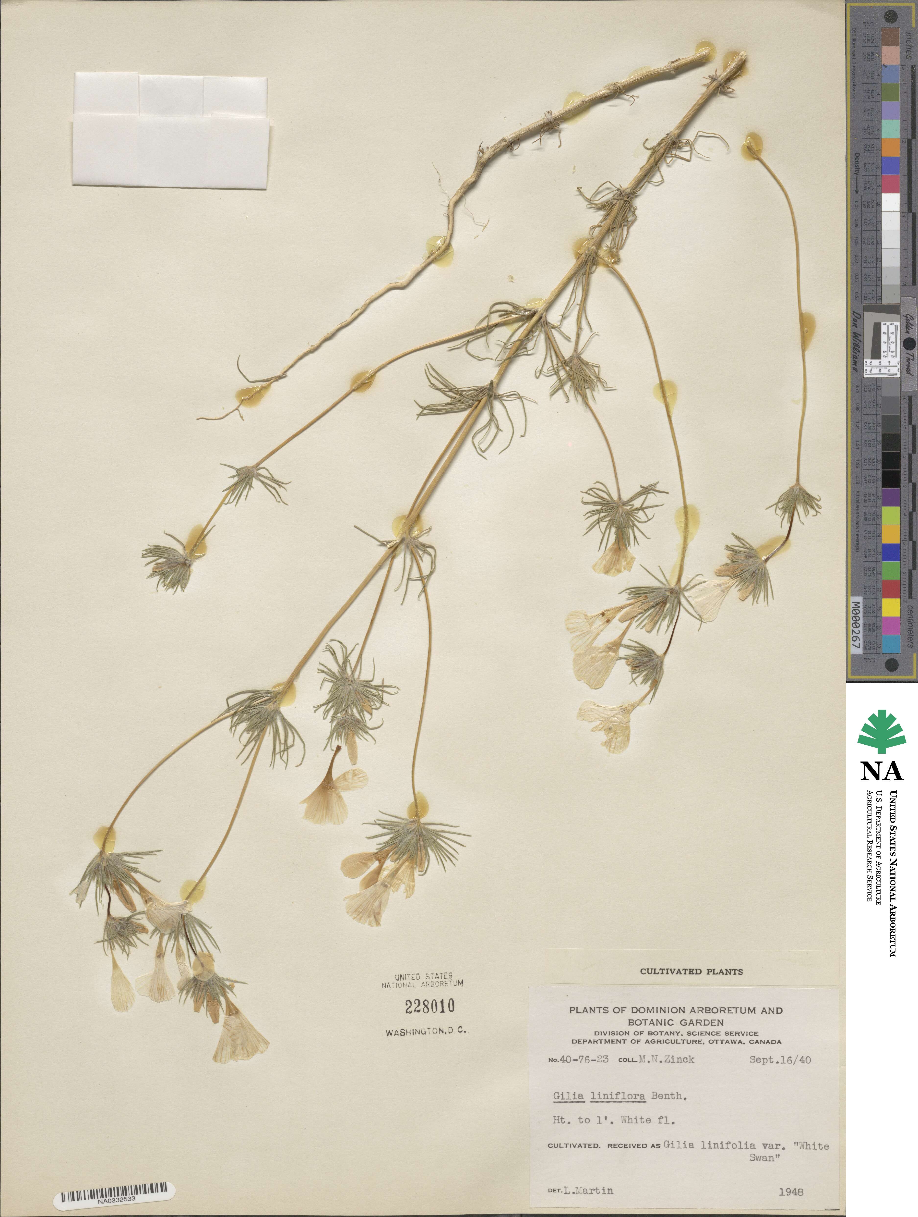 Leptosiphon liniflorus image