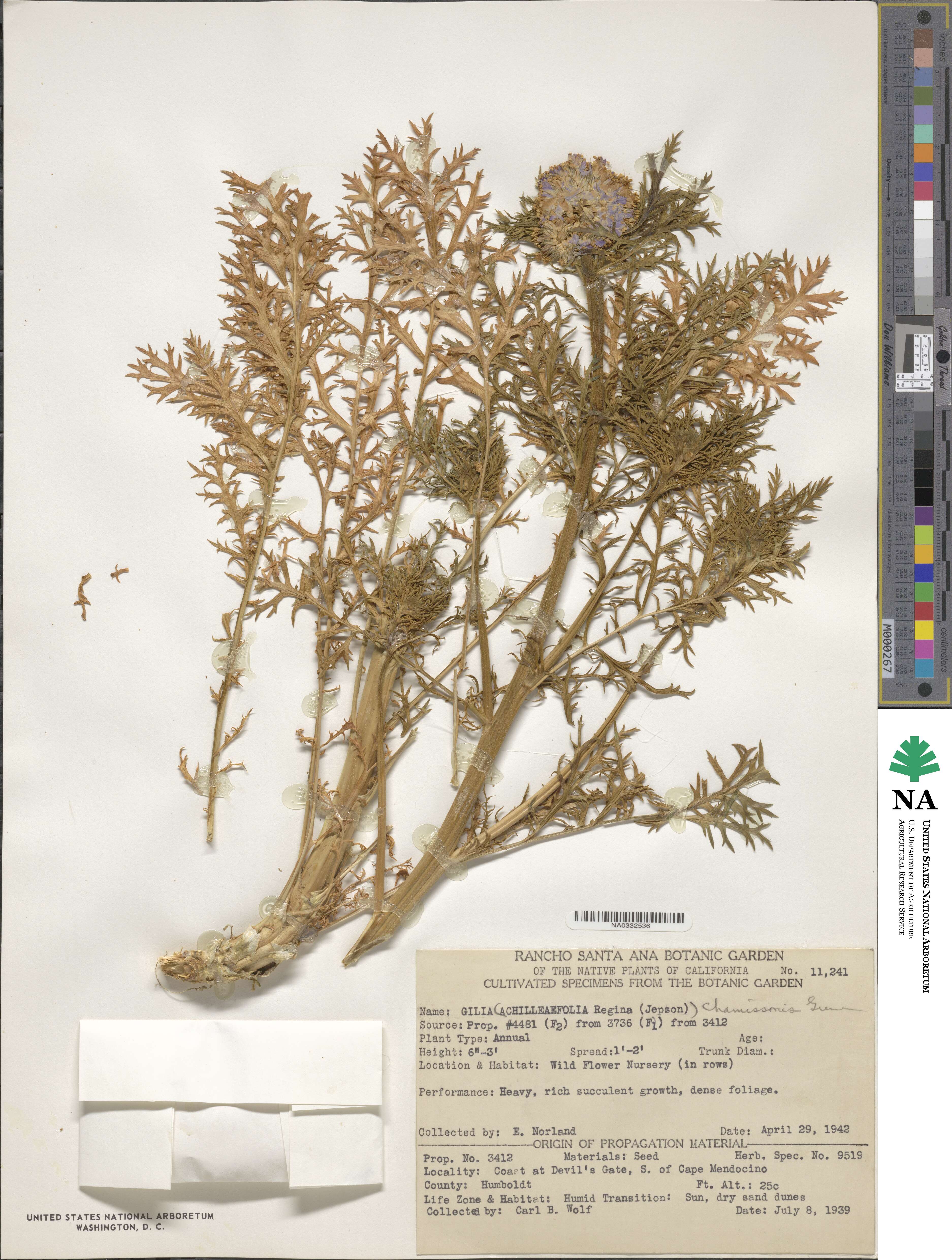 Gilia capitata subsp. chamissonis image