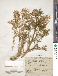 Gilia capitata subsp. chamissonis image