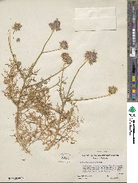 Gilia capitata subsp. chamissonis image