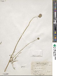 Gilia capitata image