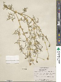 Gilia capitata image