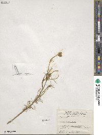 Gilia achilleifolia image