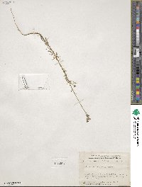 Gilia achilleifolia image