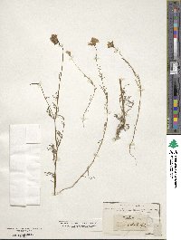 Gilia achilleifolia image