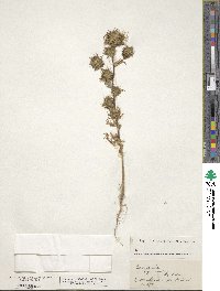 Navarretia squarrosa image