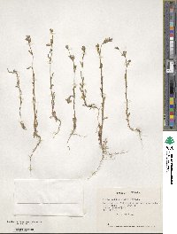 Gilia valdiviensis image