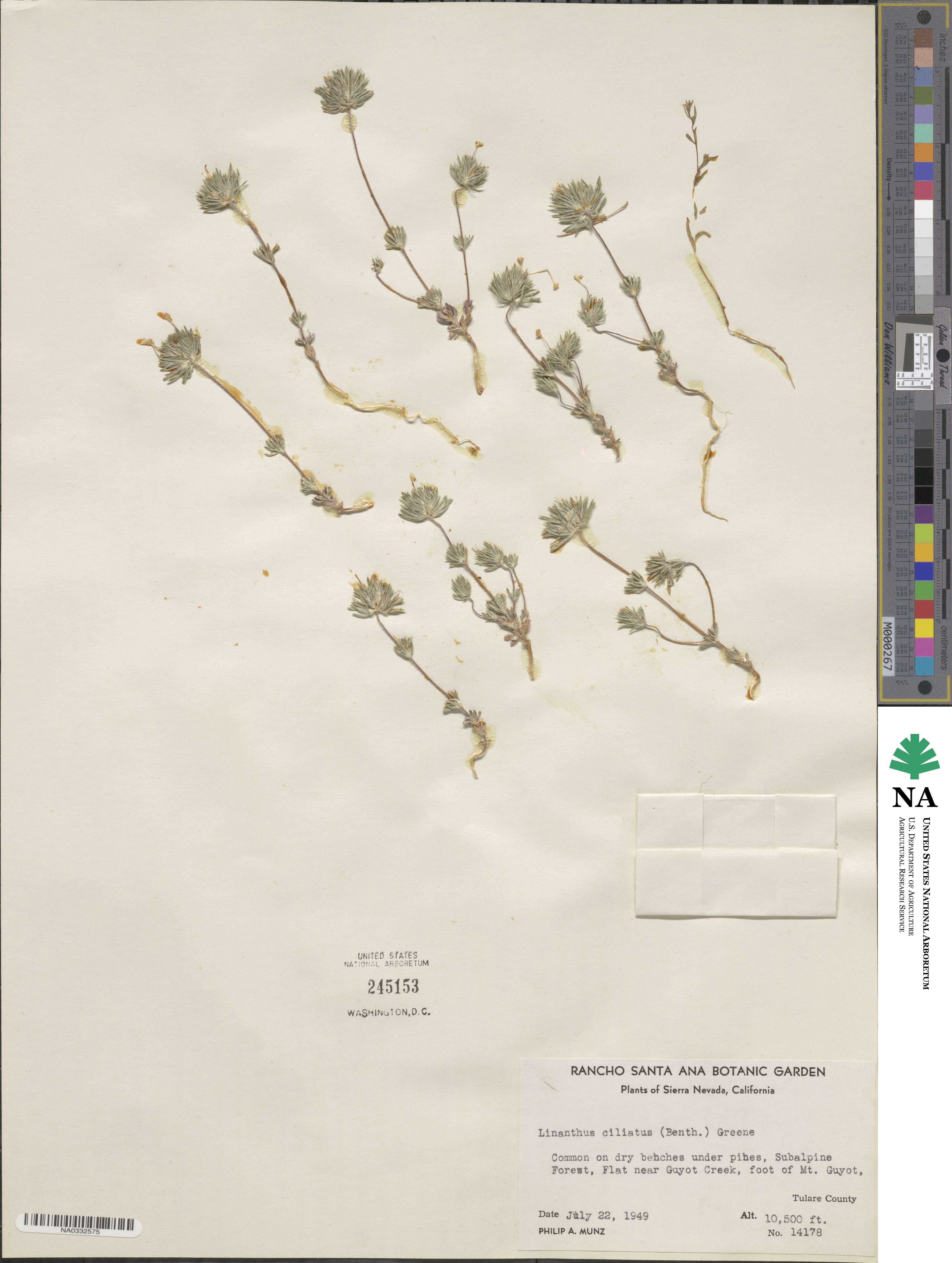 Leptosiphon ciliatus subsp. ciliatus image