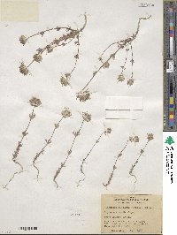 Leptosiphon ciliatus subsp. ciliatus image