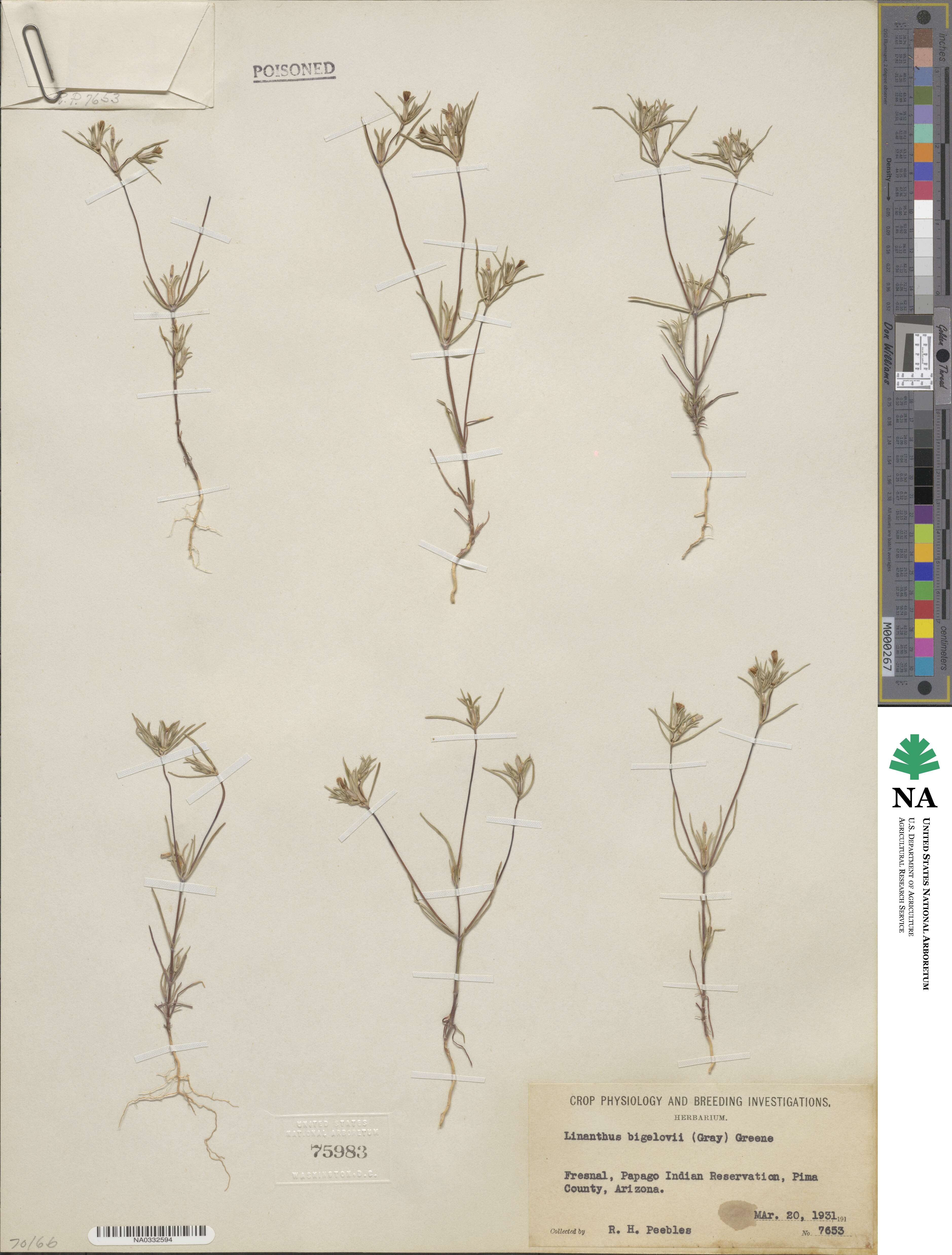 Linanthus bigelovii image