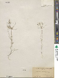 Linanthus bigelovii image