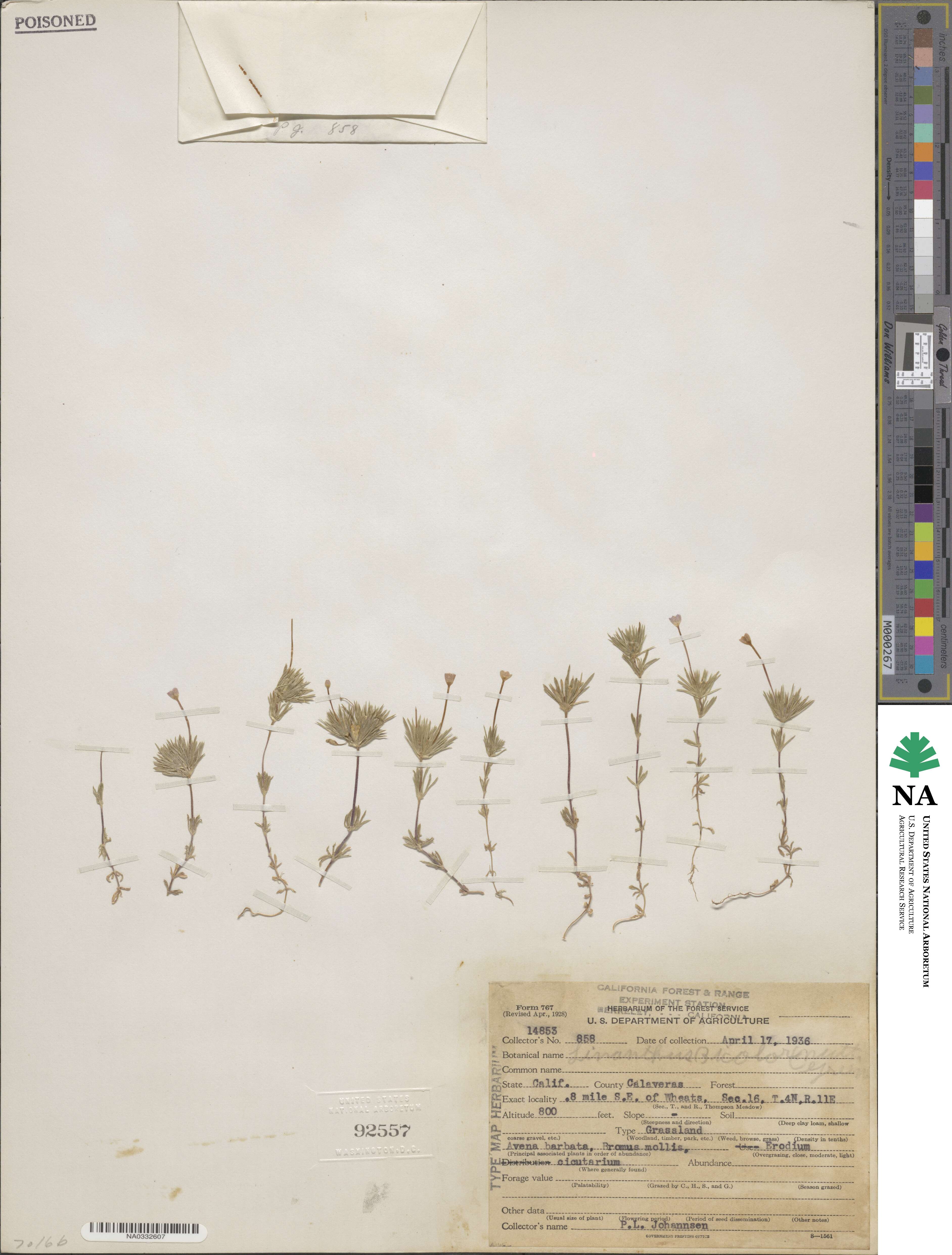 Leptosiphon bicolor image