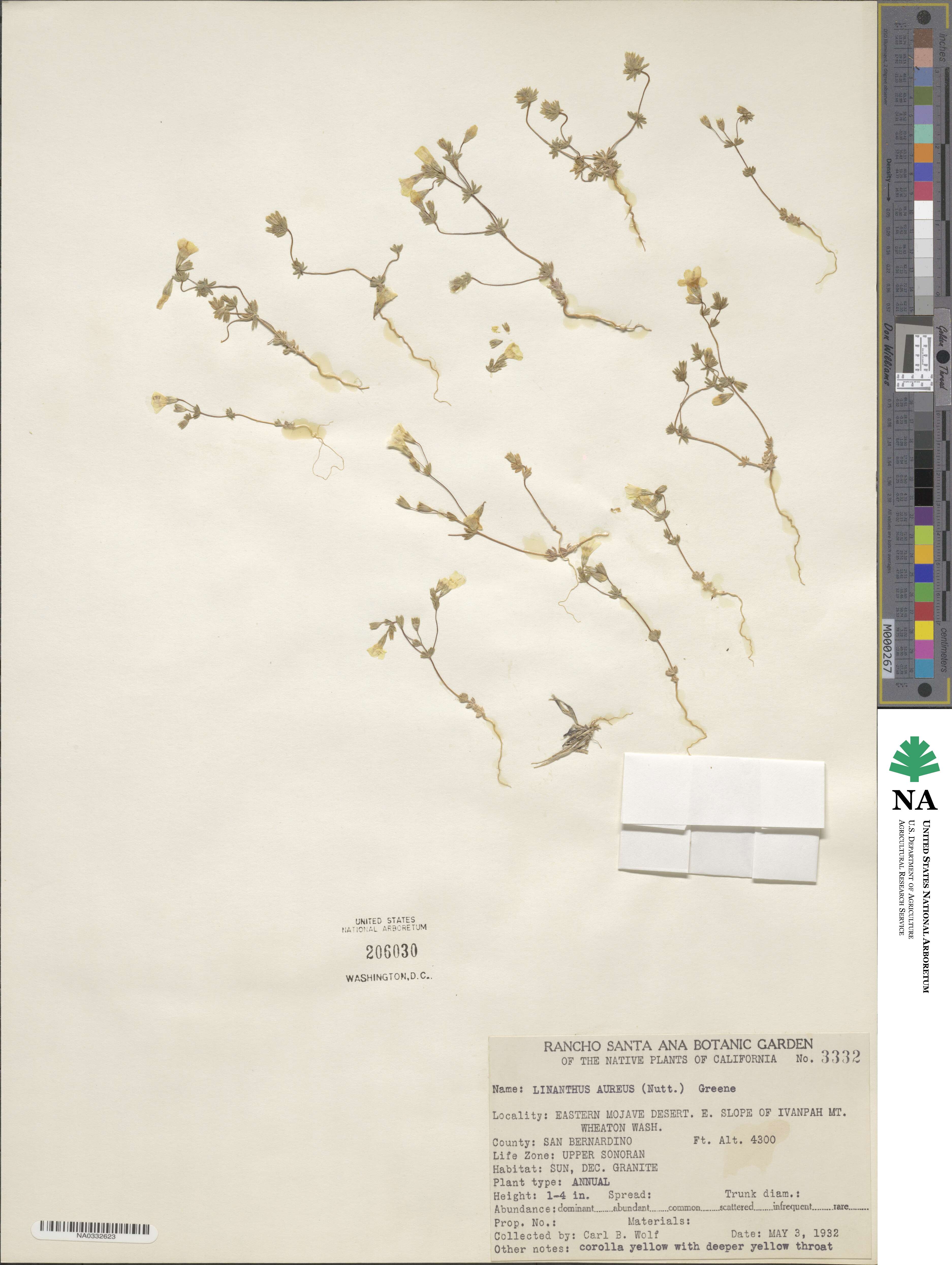 Leptosiphon chrysanthus subsp. chrysanthus image