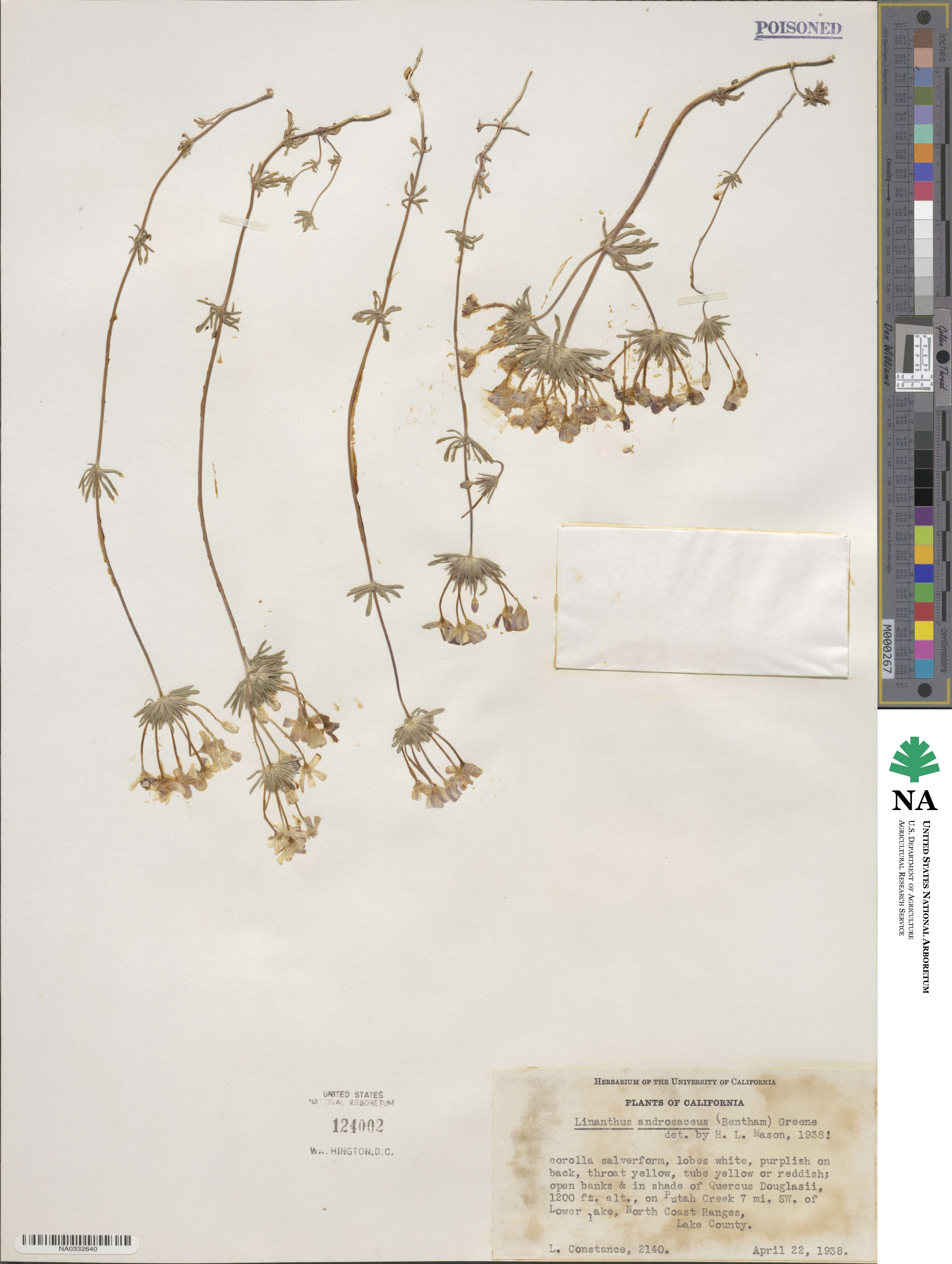Leptosiphon androsaceus image