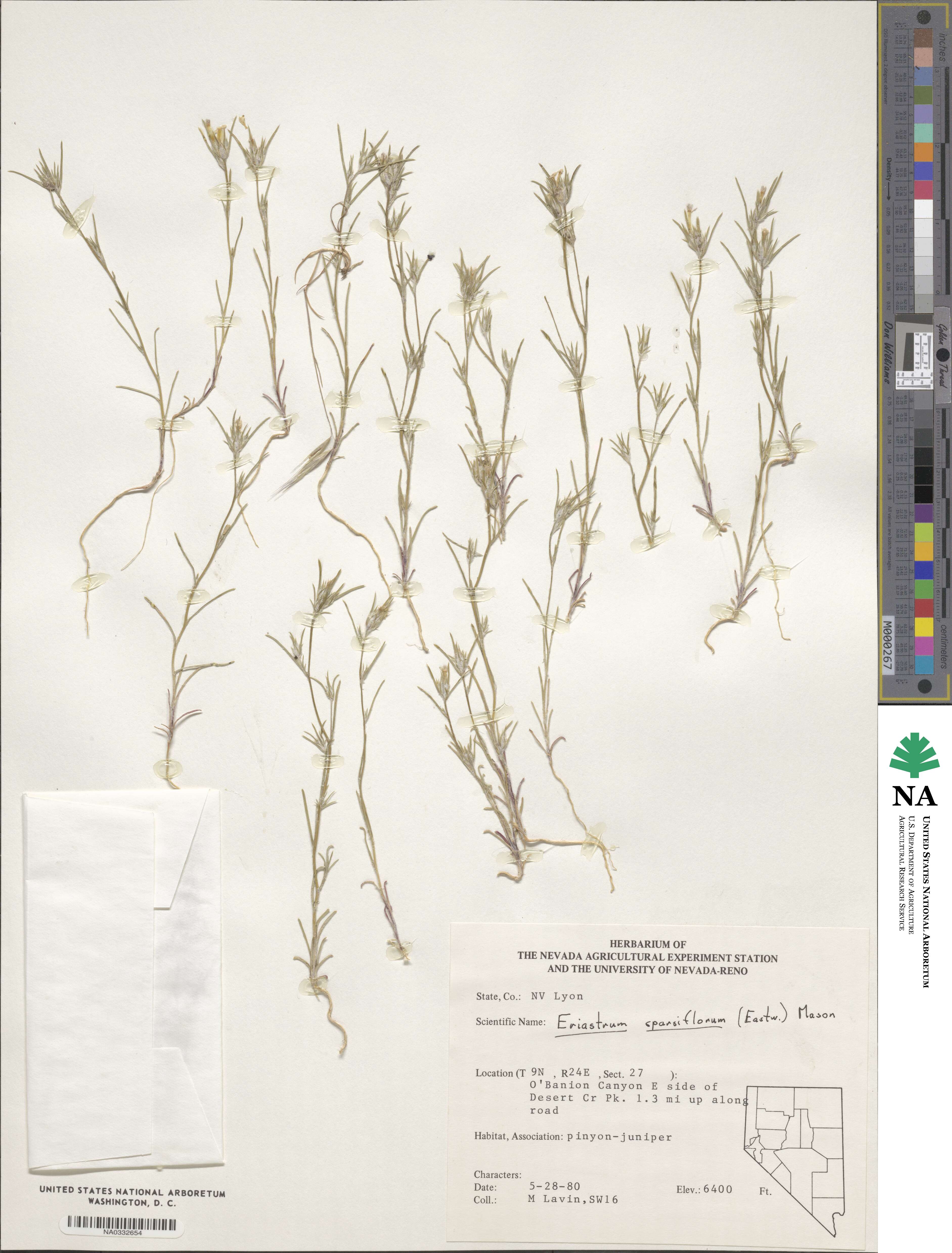 Eriastrum sparsiflorum image