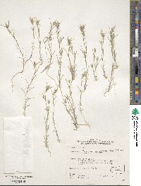 Image of Eriastrum sparsiflorum