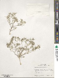 Eriastrum diffusum image