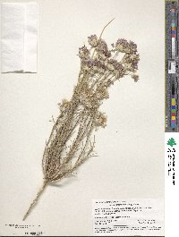 Eriastrum densifolium subsp. densifolium image