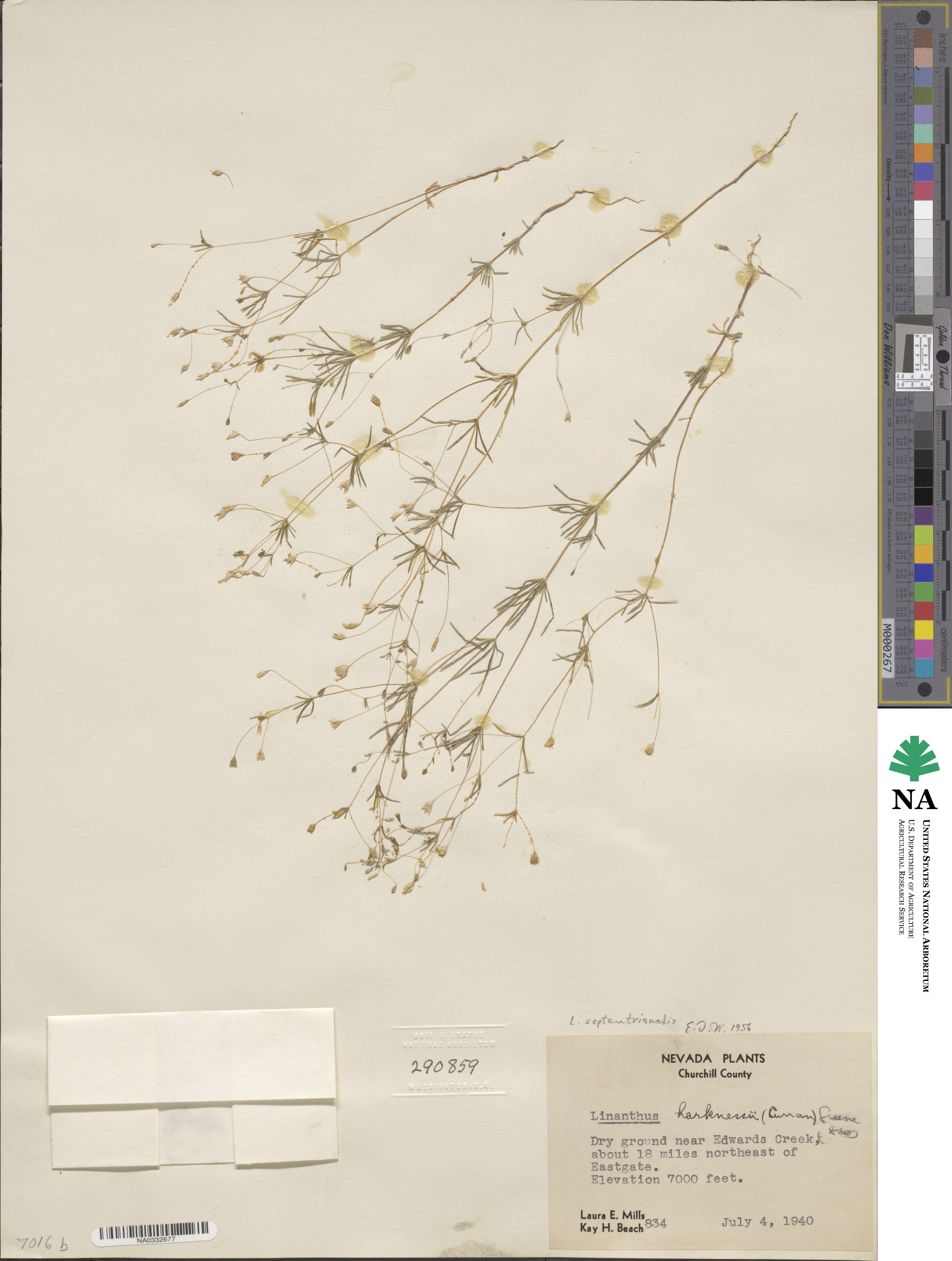 Leptosiphon septentrionalis image