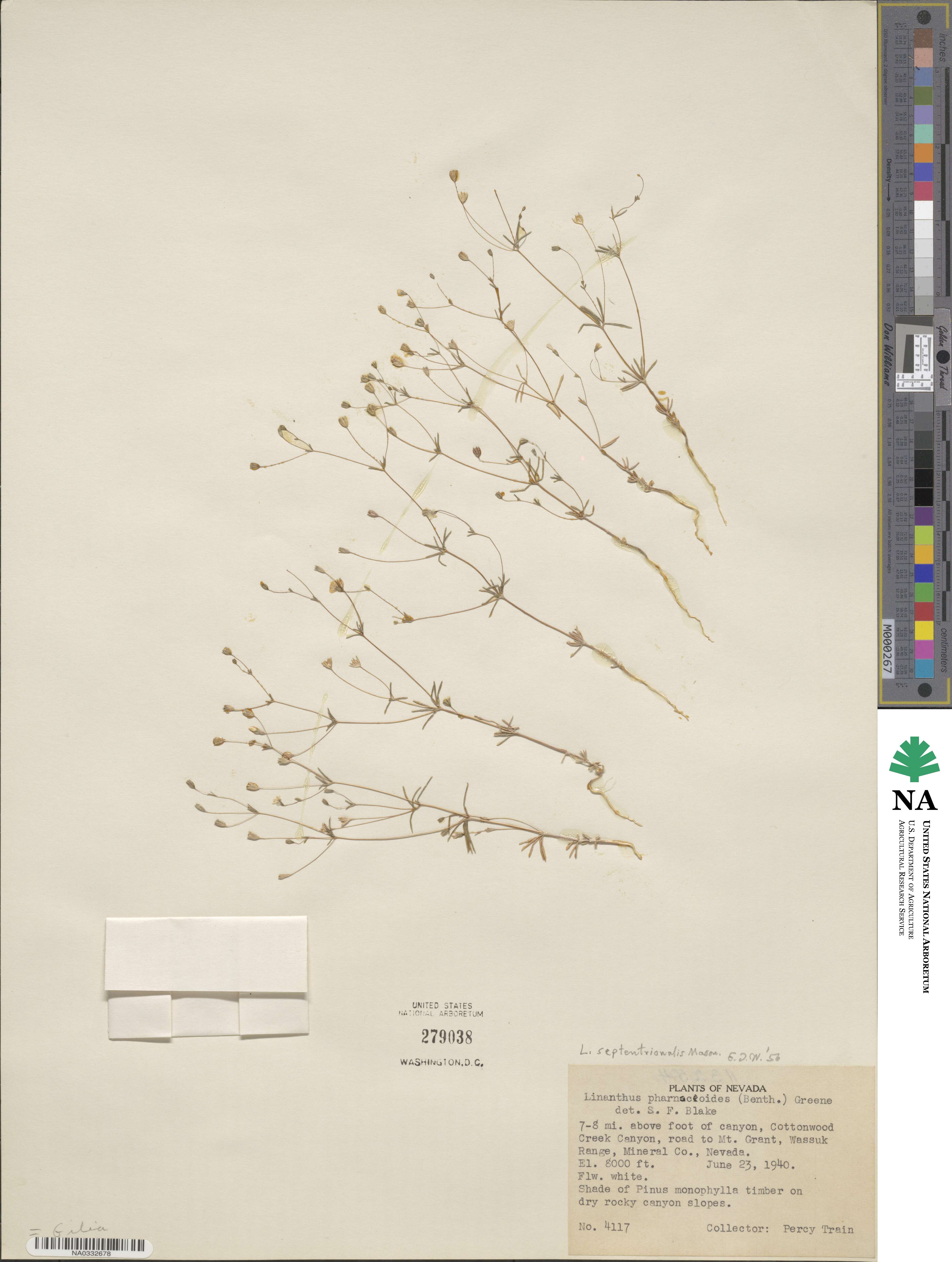 Leptosiphon septentrionalis image