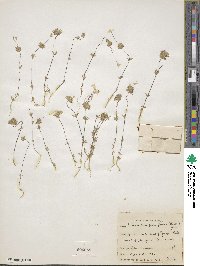 Leptosiphon parviflorus image