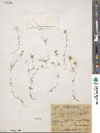 Leptosiphon parviflorus image