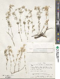 Leptosiphon floribundum subsp. floribundum image