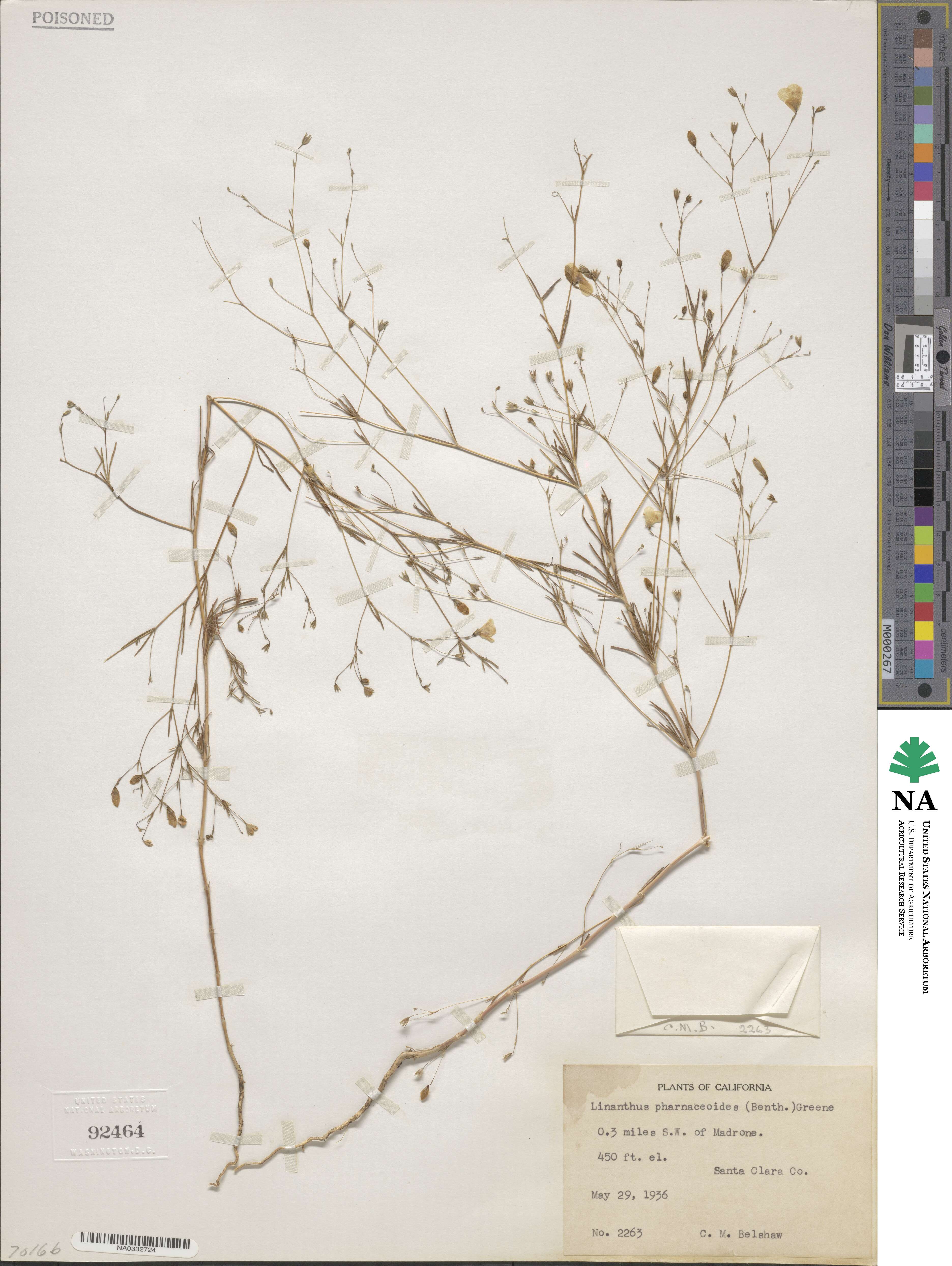 Leptosiphon liniflorus image