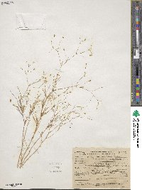 Leptosiphon liniflorus image