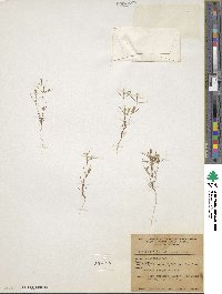 Linanthus jonesii image