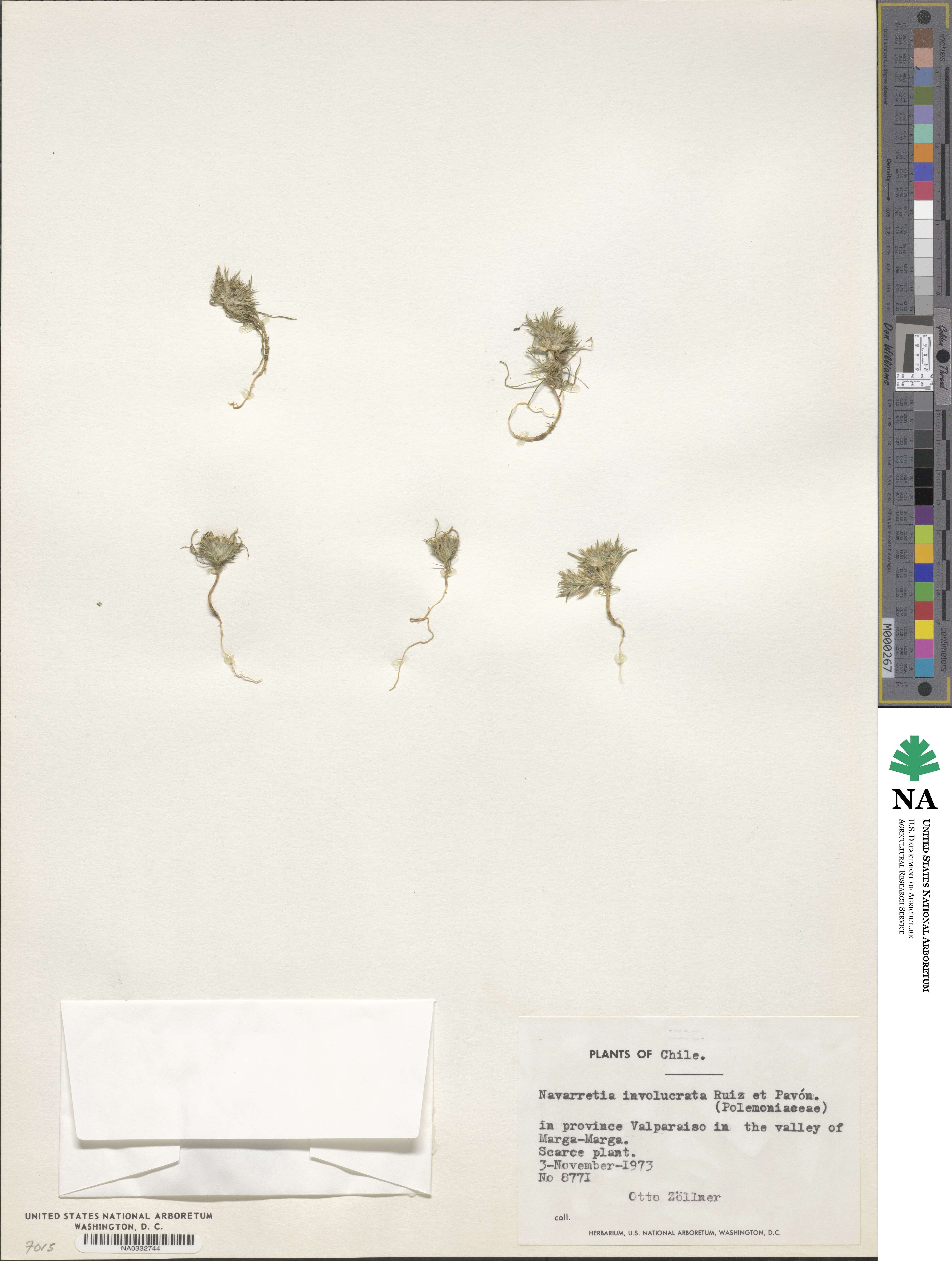 Navarretia involucrata image