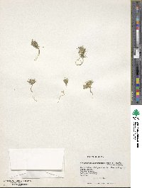 Navarretia involucrata image