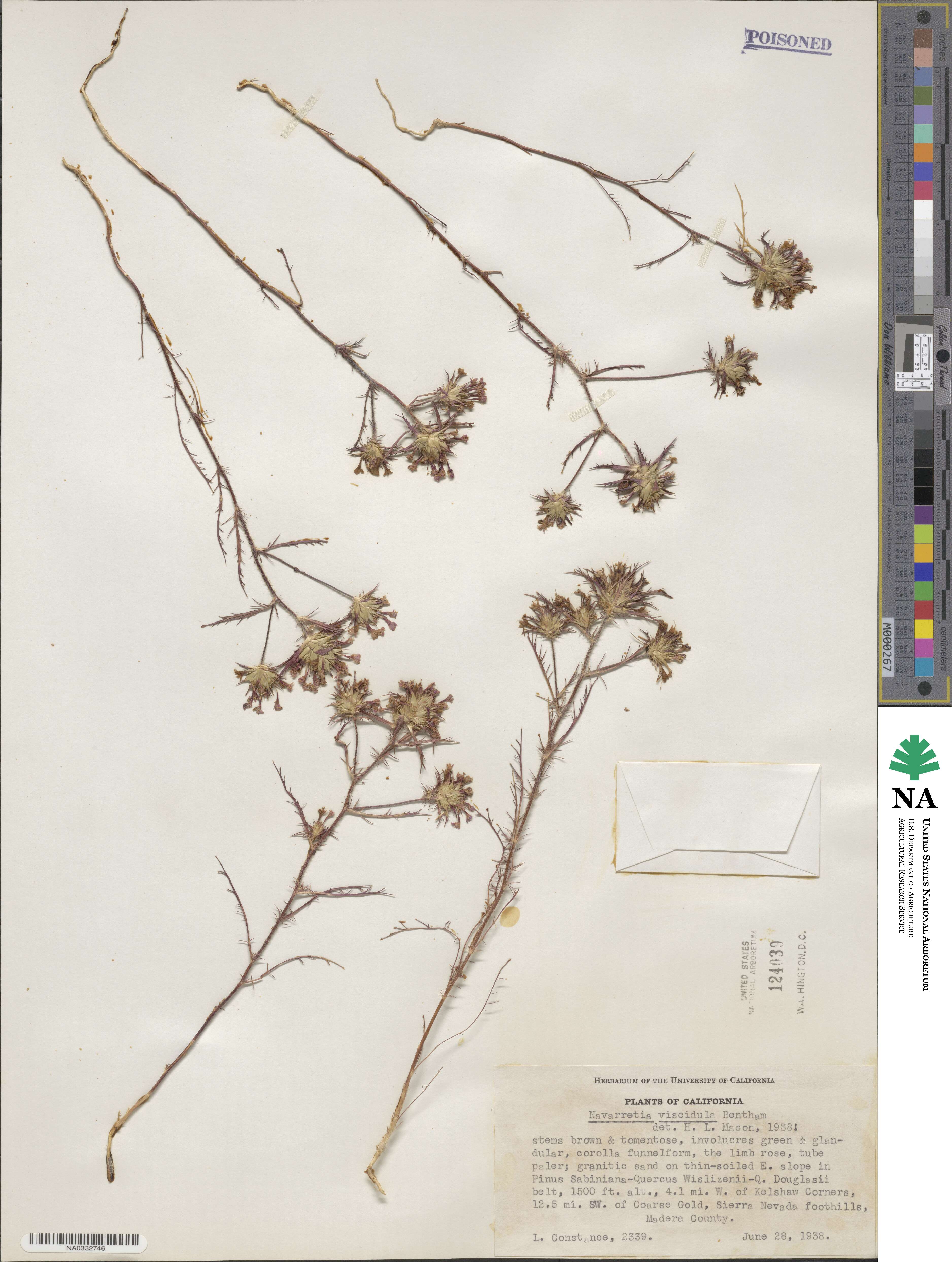Navarretia viscidula image