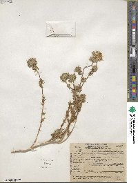 Navarretia squarrosa image