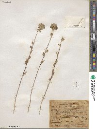 Navarretia squarrosa image