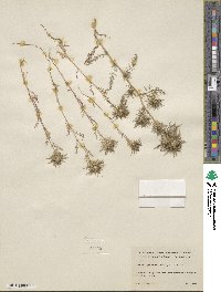 Navarretia pubescens image