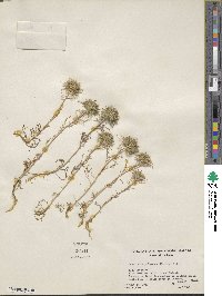 Navarretia pubescens image