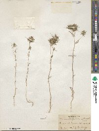 Navarretia pubescens image